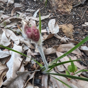 Conostylis setosa at Beelu National Park - 12 Sep 2023