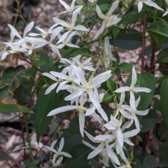 Clematis pubescens (Common Clematis) at Beelu National Park - 12 Sep 2023 by HelenCross