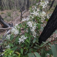 Clematis pubescens at Paulls Valley, WA - 12 Sep 2023