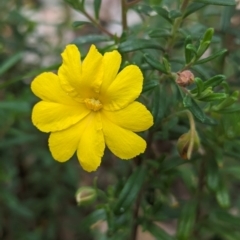 Hibbertia hypericoides (Yellow Buttercups) at Beelu National Park - 12 Sep 2023 by HelenCross