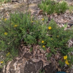 Hibbertia hypericoides at Paulls Valley, WA - 12 Sep 2023