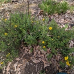 Hibbertia hypericoides at Paulls Valley, WA - 12 Sep 2023 12:52 PM