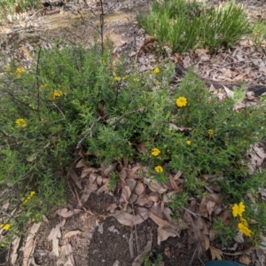 Hibbertia hypericoides at Paulls Valley, WA - 12 Sep 2023