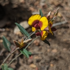 Bossiaea ornata (Broad-Leaved Brown Pea) at Paulls Valley, WA - 12 Sep 2023 by HelenCross