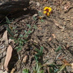 Bossiaea ornata at Paulls Valley, WA - 12 Sep 2023