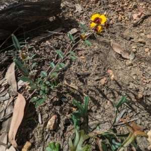 Bossiaea ornata at Paulls Valley, WA - 12 Sep 2023