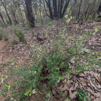 Phyllanthus calycinus (False Boronia) at Beelu National Park - 12 Sep 2023 by HelenCross