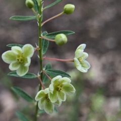 Phyllanthus calycinus at Paulls Valley, WA - 12 Sep 2023