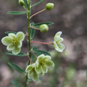Phyllanthus calycinus at Paulls Valley, WA - 12 Sep 2023
