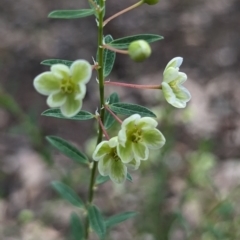 Phyllanthus calycinus at Paulls Valley, WA - 12 Sep 2023