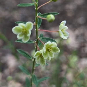 Phyllanthus calycinus at Paulls Valley, WA - 12 Sep 2023