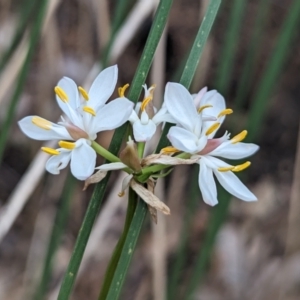 Burchardia congesta at Paulls Valley, WA - 12 Sep 2023