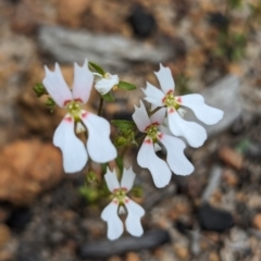 Stylidium androsaceum at Paulls Valley, WA - 12 Sep 2023 by HelenCross