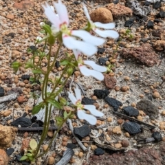 Stylidium androsaceum at Paulls Valley, WA - 12 Sep 2023