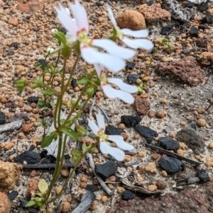 Stylidium androsaceum at Paulls Valley, WA - 12 Sep 2023