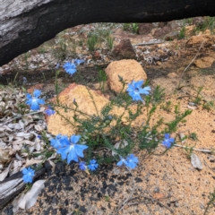 Lechenaultia biloba (Blue Lechenaultia) at Beelu National Park - 12 Sep 2023 by HelenCross