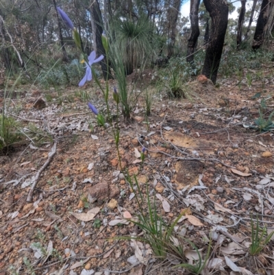 Orthrosanthus laxus (Morning Iris) at Beelu National Park - 12 Sep 2023 by HelenCross