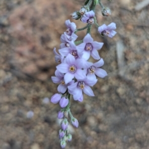 Philotheca spicata at Paulls Valley, WA - 12 Sep 2023