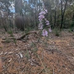 Philotheca spicata at Paulls Valley, WA - 12 Sep 2023