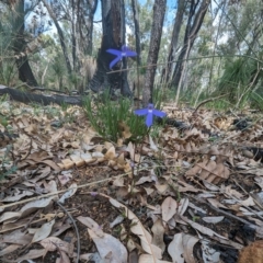 Lobelia rhombifolia (Tufted Lobelia) at Paulls Valley, WA - 12 Sep 2023 by HelenCross