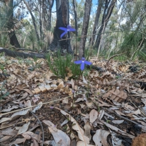 Lobelia rhombifolia at Beelu National Park - 12 Sep 2023 02:44 PM