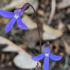 Lobelia rhombifolia at Beelu National Park - 12 Sep 2023