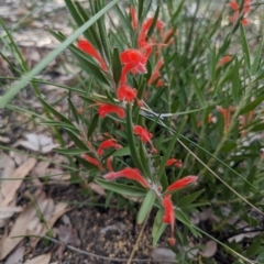 Adenanthos barbiger (Hairy Jugflower) at Beelu National Park - 12 Sep 2023 by HelenCross