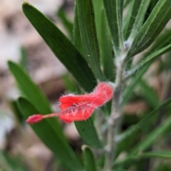 Adenanthos barbiger at Paulls Valley, WA - 12 Sep 2023