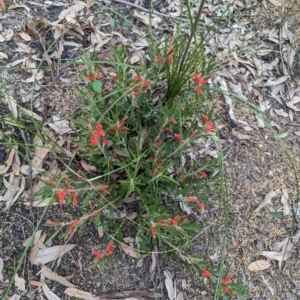 Adenanthos barbiger at Paulls Valley, WA - 12 Sep 2023