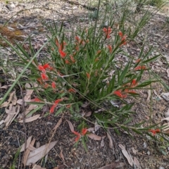 Adenanthos barbiger at Paulls Valley, WA - 12 Sep 2023