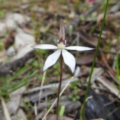 Ericksonella saccharata (Sugar Orchid) at Dryandra Woodland National Park - 9 Sep 2023 by HelenCross