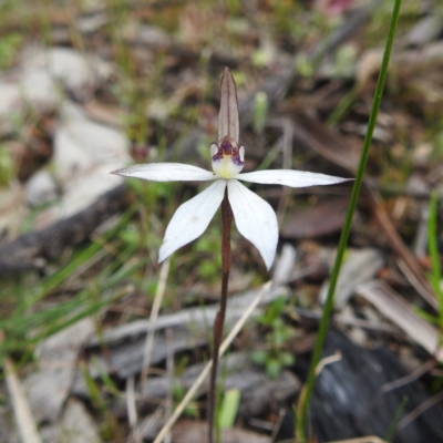 Ericksonella saccharata (Sugar Orchid) at Dryandra Woodland National Park - 9 Sep 2023 by HelenCross