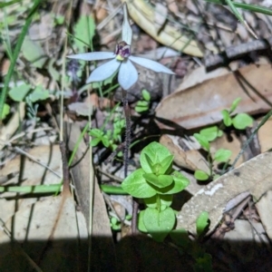 Ericksonella saccharata at Williams, WA - suppressed