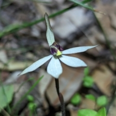 Ericksonella saccharata at Williams, WA - suppressed