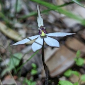 Ericksonella saccharata at Williams, WA - 10 Sep 2023