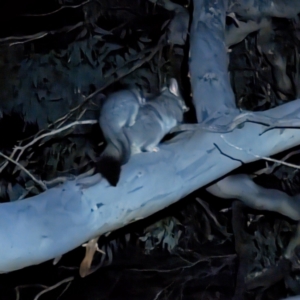 Trichosurus vulpecula at Williams, WA - 11 Sep 2023 11:30 PM