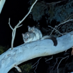 Trichosurus vulpecula at Williams, WA - 11 Sep 2023