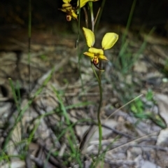Diuris porrifolia (Rosy-Cheeked Donkey Orchid) at Dryandra Woodland National Park - 11 Sep 2023 by HelenCross