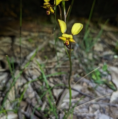 Diuris porrifolia (Rosy-Cheeked Donkey Orchid) at Williams, WA - 11 Sep 2023 by HelenCross
