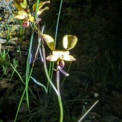 Diuris porrifolia at Dryandra Woodland National Park - suppressed