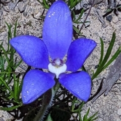 Cyanicula gemmata (Blue China Orchid) at Dryandra Woodland National Park - 11 Sep 2023 by HelenCross