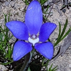 Cyanicula gemmata (Blue China Orchid) at Williams, WA - 11 Sep 2023 by HelenCross