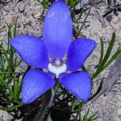 Cyanicula gemmata (Blue China Orchid) at Dryandra Woodland National Park - 11 Sep 2023 by HelenCross