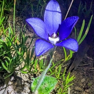 Cyanicula gemmata at Williams, WA - suppressed