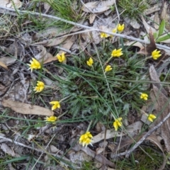 Conostylis setigera at Dryandra Woodland National Park - 11 Sep 2023