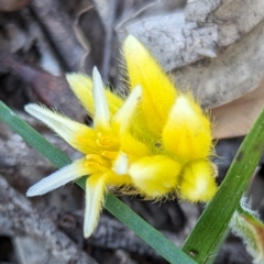 Conostylis setigera at Dryandra Woodland National Park - 11 Sep 2023