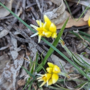 Conostylis setigera at Dryandra Woodland National Park - 11 Sep 2023