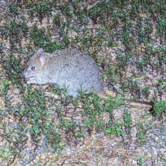 Bettongia penicillata (Woylie) at Dryandra Woodland National Park - 11 Sep 2023 by HelenCross