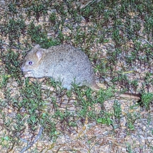 Bettongia penicillata at suppressed - 11 Sep 2023