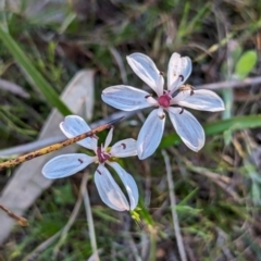 Burchardia multiflora (Dwarf Burchardia) at Williams, WA - 11 Sep 2023 by HelenCross